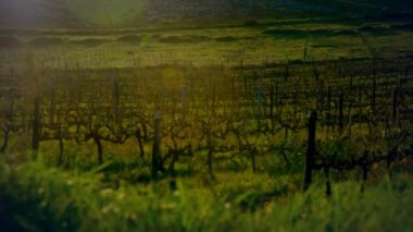 Elektrik direkleri ve kırsal bölgelerde parlayan bağlantıların animasyonu. Dijital olarak oluşturulmuş küresel sürdürülebilirlik, ağlar, bağlantılar ve veri işleme kavramı.