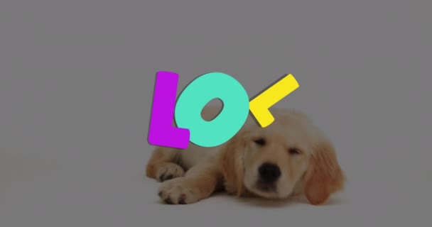 Animação Lol Sobre Filhote Cachorro Golden Retriever Fundo Branco Comunicação — Vídeo de Stock