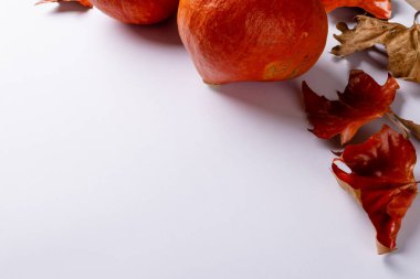 Beyaz arka planda sonbahar yapraklı balkabağı bileşimi. Cadılar Bayramı, sonbahar, gelenek ve kutlama konsepti.