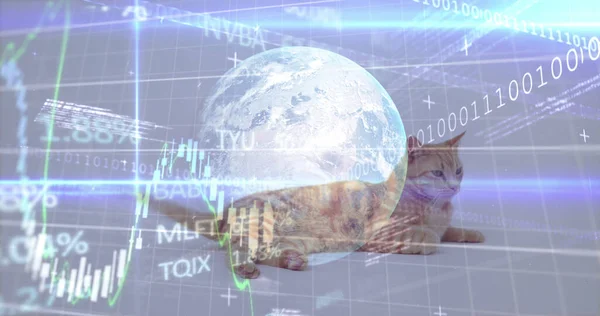 Image of data processing and globe over cat. Global technology, computing and digital interface concept digitally generated image.