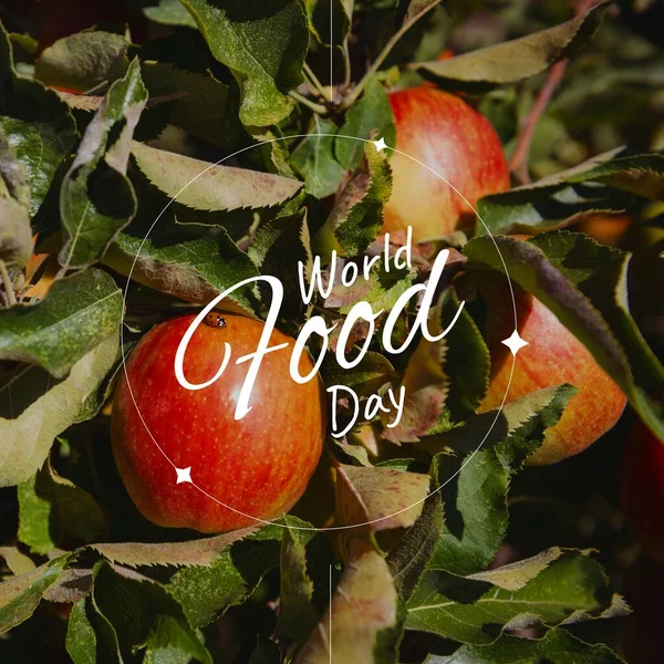Image World Food Day Apples Apple Tree Food Nutrition Agriculture — 图库照片