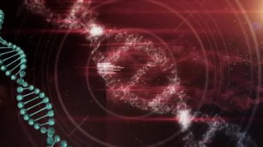 DNA iplikçiklerinin üzerinde veri işleme animasyonu. Küresel tıp ve dijital arayüz kavramı dijital olarak oluşturulmuş video.