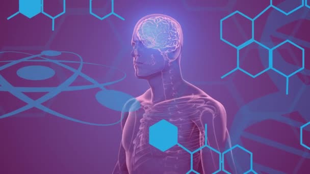 Анімація Хімічних Структур Над Обертанням Моделі Людського Тіла Мозком Фіолетовому — стокове відео