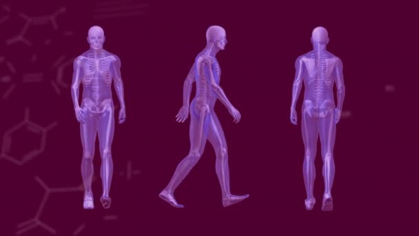 Animation Chemical Structures Three Human Body Models Walking Purple Background — Vídeo de Stock