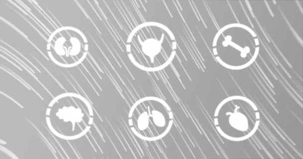 Animation Human Body Icons Grey Background Lines Science Human Biology — Stock video