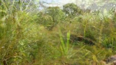 Composite video of grass moving against rear view of caucasian woman walking in the forest. nature concept