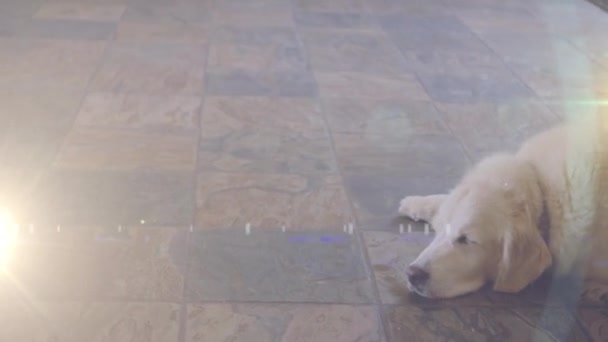 Spot Light Dog Sleeping Floor Home National Pet Month Awareness — Vídeo de Stock