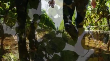 Composite video of close up of leaves against low section of couple holding hands walking in garden. love and relationship concept