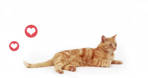 Multiple Red Heart Icons Floating Cat Sitting White Background National — 图库视频影像