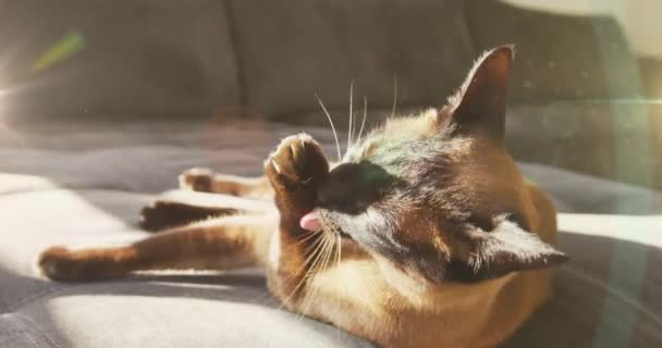 Sunlight Shining Cat Sitting Couch Home National Pet Month Awareness — Stockvideo