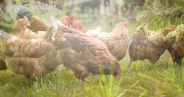 Composite Video Tall Grass Chickens Farm National Pet Month Awareness — Vídeo de Stock
