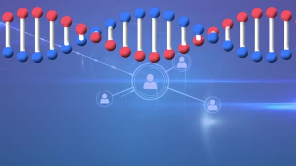 Animation Graphical Dna Helix Rotating Profile Icons Interconnecting Lines Digitally — Stock videók