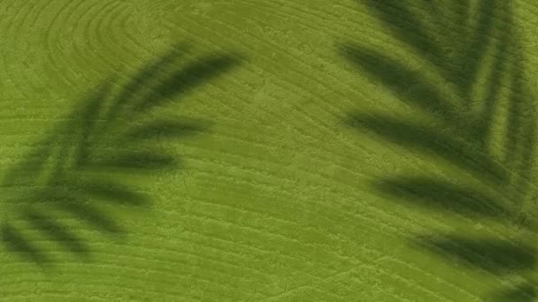 Animation Palm Leaf Shadows Swaying Changing Green Wood Grain Pattern — Stockvideo