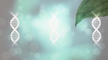 Animation of dna structures over close up of a leaf and spots of light against grey background. Medical research and science technology concept