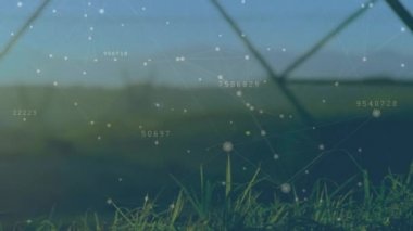 Animation of network of connections and changing numbers over close up of green grass. Global networking and business technology concept