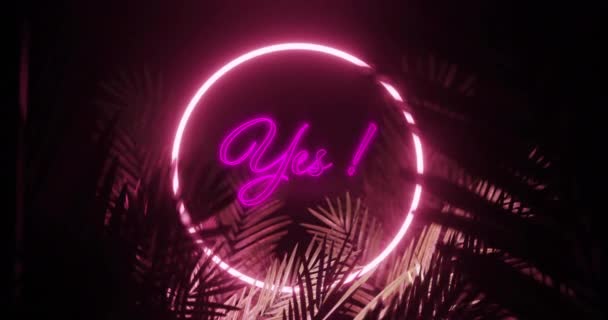 Animation Yes Text Ring Pink Neon Palm Leaves Black Background — Video
