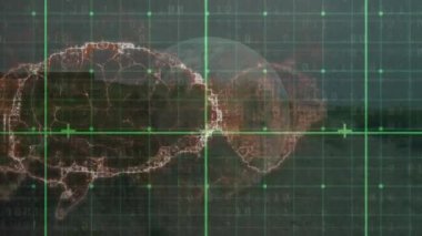 Animation of data processing over brain and globe. Global business and digital interface concept digitally generated video.