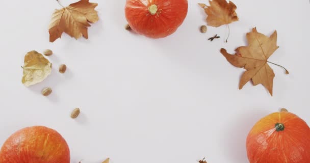 Video Pumpkins Acorns Autumn Leaves White Background Halloween Autumn Tradition — Vídeo de stock