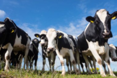 Low angle view of domestic cattles on field against cloudy sky