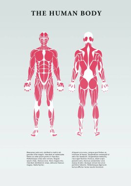 Front and rear view of human body over white background