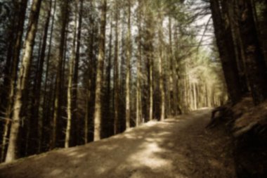 Footpath by trees in forest