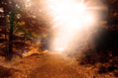 Empty walkway amidst trees in forest against bright sky