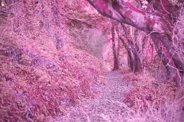 Path Autumnal Forest Purple Tint — Zdjęcie stockowe