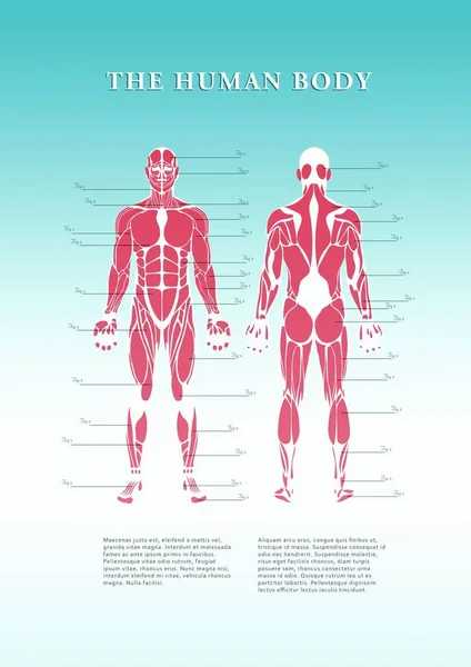 Digital Image Human Body Structure White Background — Zdjęcie stockowe