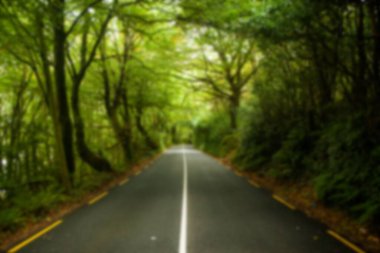 Scenic view of greenery in forest