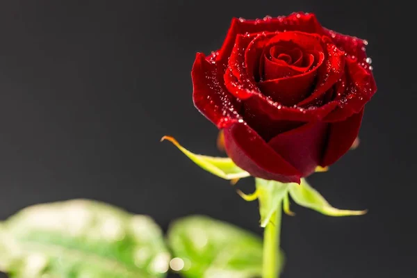 Rote Rose Mit Wassertropfen Auf Schwarzem Hintergrund — Stockfoto