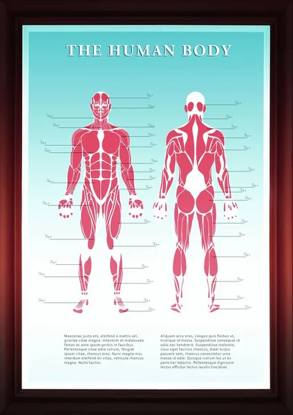 Digitally generated image of human body structure on white background