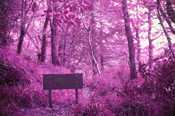 View Pink Forest — Zdjęcie stockowe
