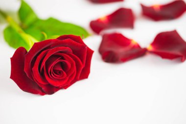 Close-up of red rose and petals against white background
