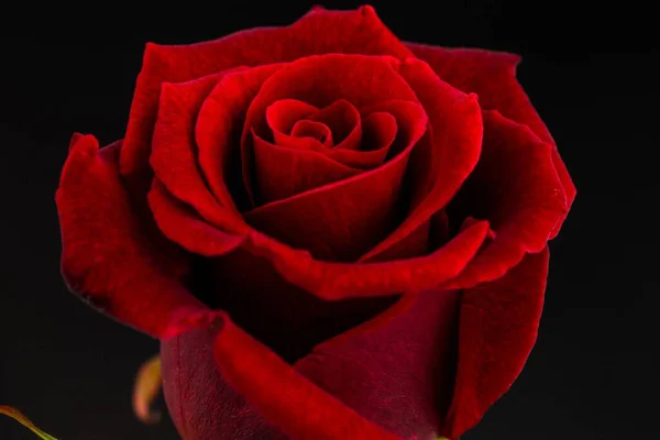 Flor Rosa Vermelha Imagem Gerada Digitalmente — Fotografia de Stock