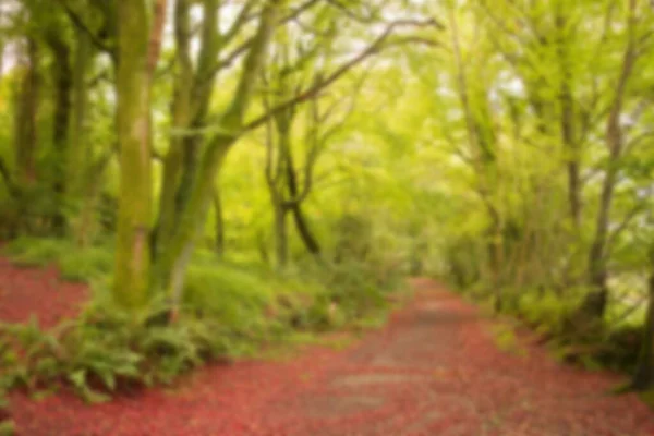 Red Walkway Amidst Trees Forest — Stockfoto