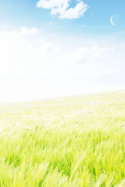 Blauer Himmel Über Grünem Feld — Stockfoto