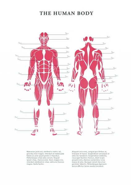 Digital Poster Human Body Muscles White Background — Zdjęcie stockowe
