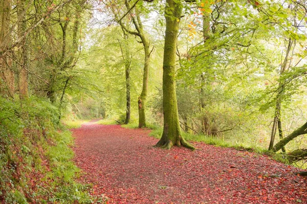 Peaceful autumn scene in forest in the countryside