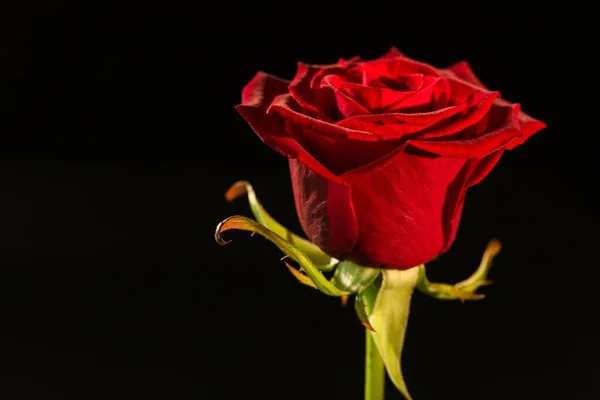 Nahaufnahme Von Roter Rose Vor Schwarzem Hintergrund — Stockfoto