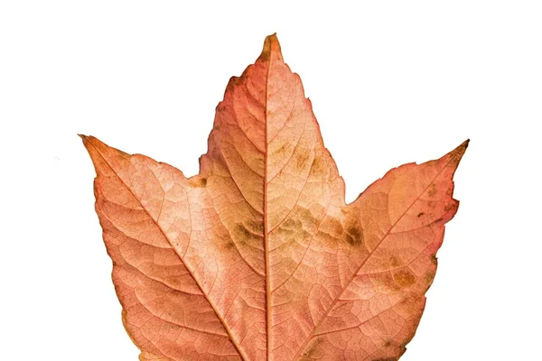 Close Orange Leaf Autumn — Photo