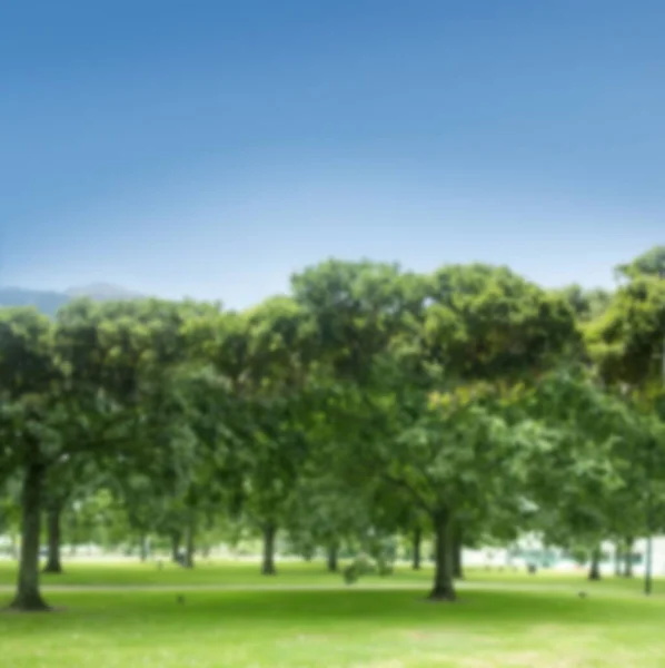 Trees Field Park Clear Sky — Stockfoto