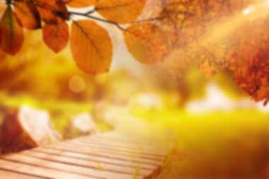 Leaves by boardwalk on field during autumn