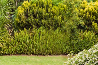 Plants and trees growing at park