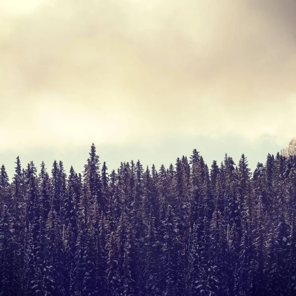 Low Angle View Trees Growing Forest Cloudy Sky — 스톡 사진