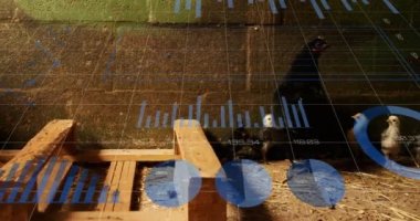 Tavuğun üzerinde veri işleme animasyonu. Küresel iş, hayvanlar ve dijital arayüz kavramı dijital olarak oluşturulmuş video.