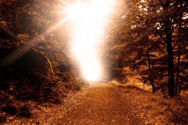 Sonbahar boyunca orman yolu 