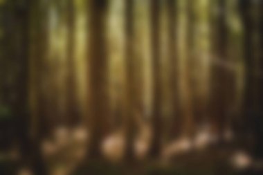 Blurry forest on a sunny day