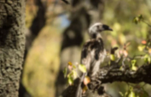 Ormanda Bir Dala Tünemiş Kuş — Stok fotoğraf