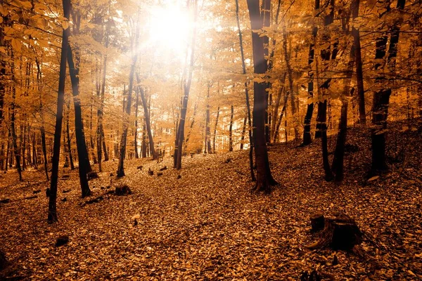 Herbst Wald Natur Malerischen Blick — Stockfoto