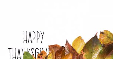 Mutlu Şükran Günü metninin beyaz arka planda sonbahar yaprakları üzerinde animasyonu. Şükran Günü, Amerikan geleneği ve dijital olarak üretilen video konsepti.